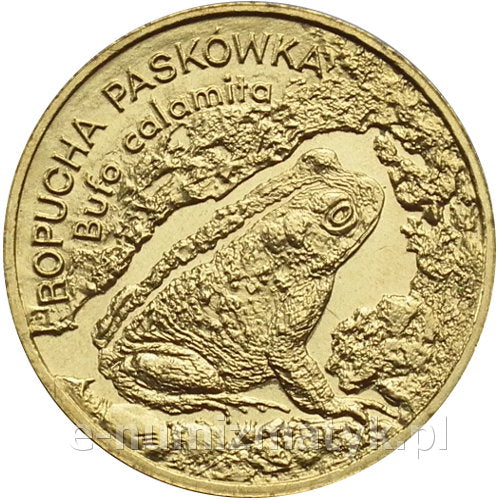 Ropucha Paskówka
